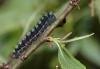 Saturnia pavoniella
