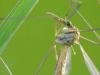 8350 – Photo : V.dragonfly – France (03)