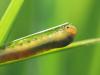 8312 – Photo : V.dragonfly – France (03)