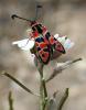 8812 – Photo : Franck BEAUPERE – France (30)