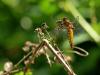 8844 – Photo : Daniel Pollen – Suisse
