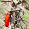 8800 – Photo : Didier Roustide – France (35)