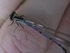 Coenagrion puella