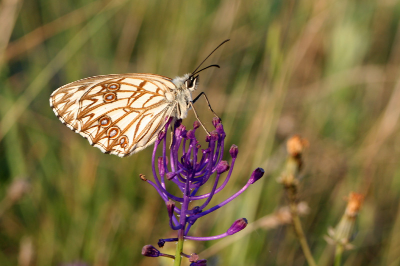 Franck BEAUPERE - Melanargia occitanica - réf. 8745 (800 x 533 pixels, 144 ko)