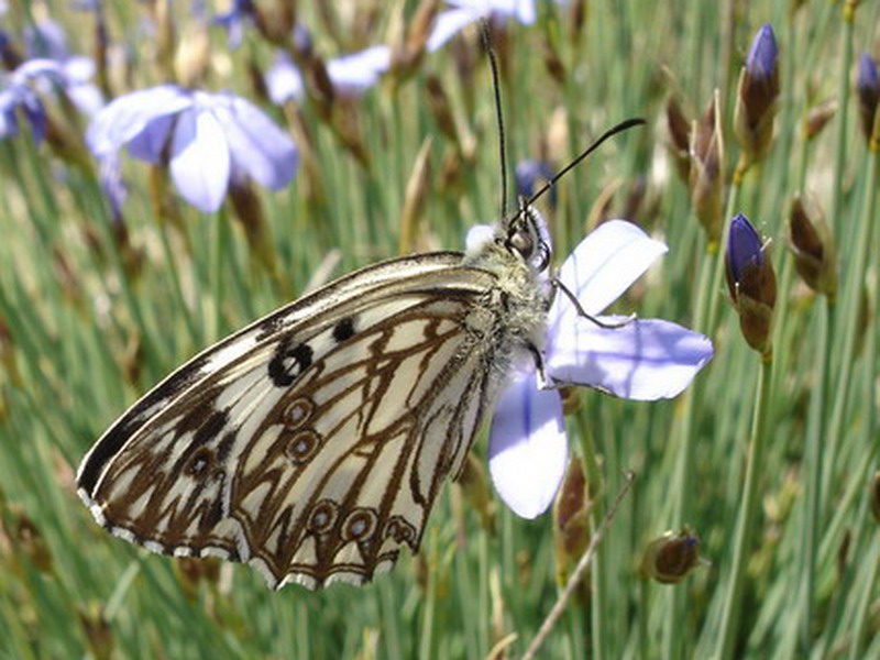 Arnaud Jean-Pierre - Melanargia occitanica - réf. 8291 (800 x 600 pixels, 137 ko)