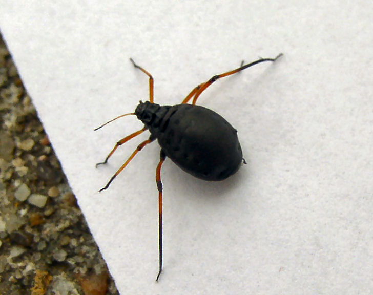 vick - Cinara sp. - réf. 8738 (728 x 576 pixels, 66 ko)