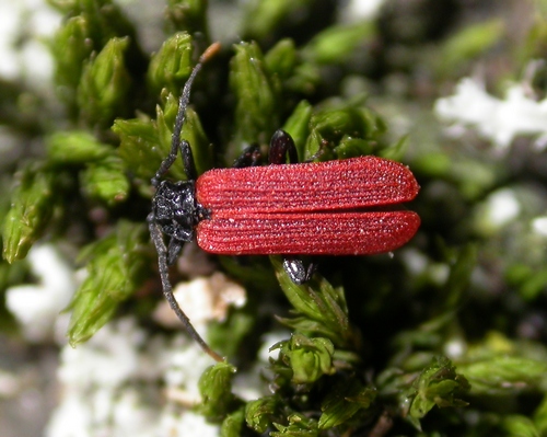 Calmont B. - Platycis minutus - réf. 8581 (500 x 399 pixels, 144 ko)