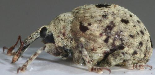 Réf. 80 761 : Cionus olivieri