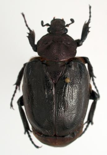 Réf. 80 870 : Osmoderma opicum