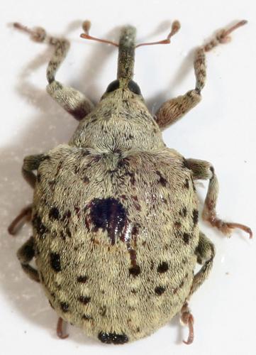 Réf. 80 760 : Cionus olivieri
