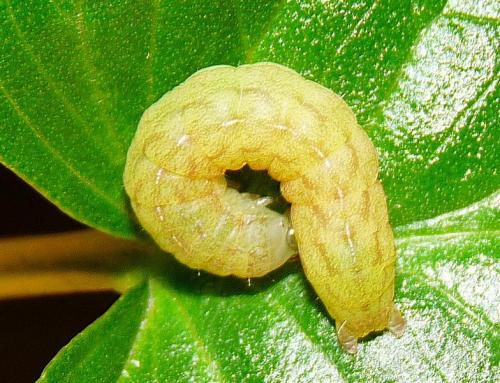Phlogophora meticulosa