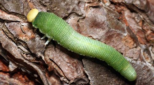 Trichiosoma sp.