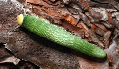 Trichiosoma sp.