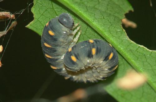 Tenthredo mandibularis