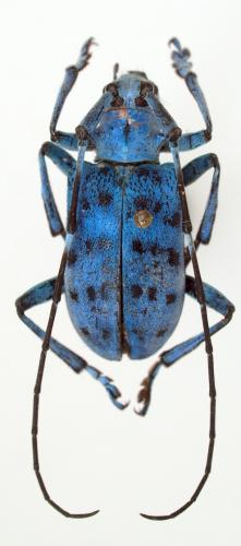 Pseudomyagrus waterhousei