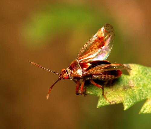 Alloeotomus germanicus
