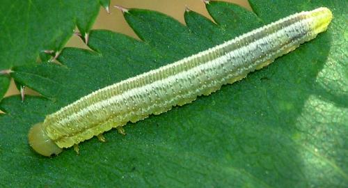 Réf. 80 735 : Tenthredopsis sp.