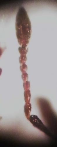 Réf. 80 053 : Thryogenes fiorii