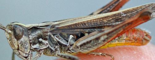 Chorthippus sp.