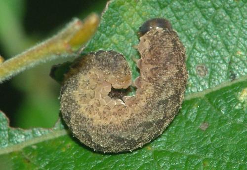 Réf. 80 887 : Tenthredininae inconnu
