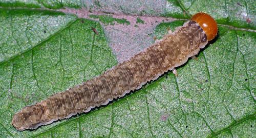 Tenthredo sp.