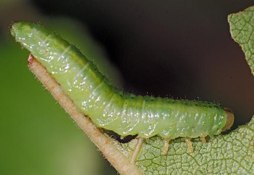 Arge sp.
