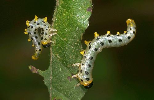 Nematus septentrionalis