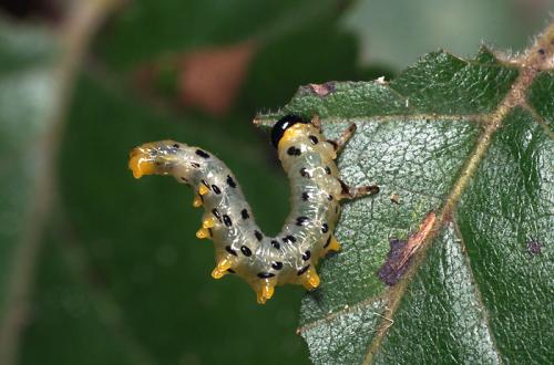 Nematus septentrionalis
