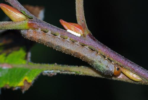 Tenthredininae