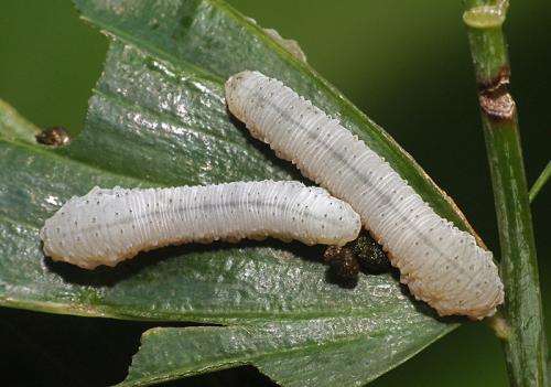 Phymatocera aterrima