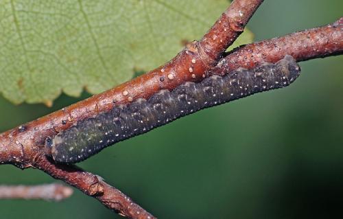 Empria candidata
