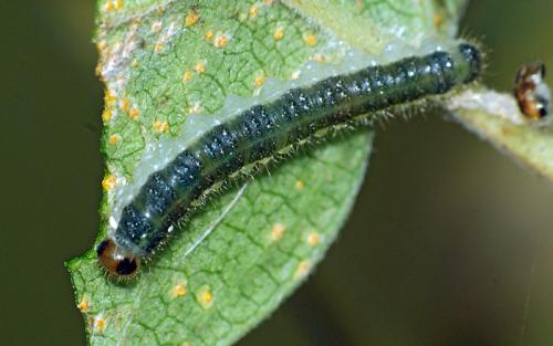 Priophorus sp.