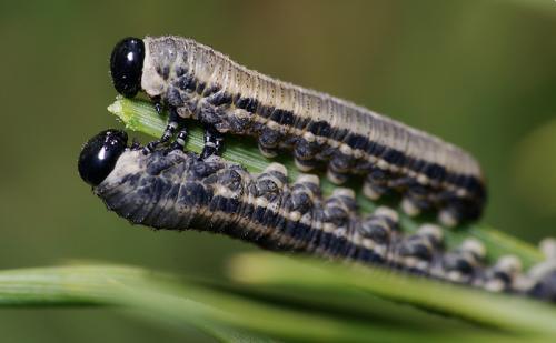 Réf. 80 714 : Neodiprion sertifer