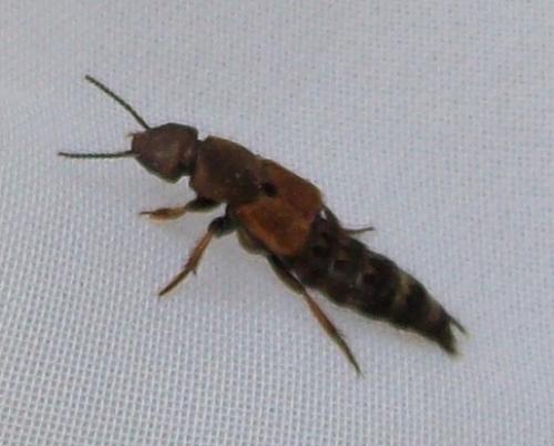 Réf. 80 821 : Platydracus chalcocephalus