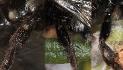 Melecta albifrons