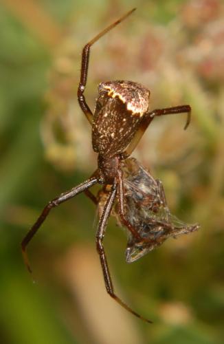 Episinus truncatus