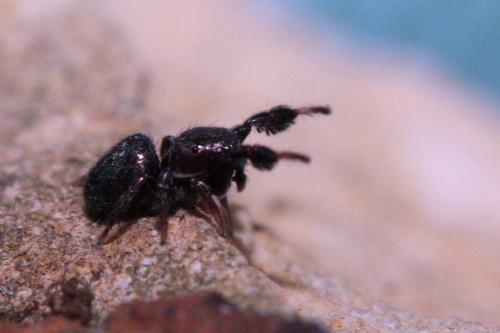 Sibianor aurocinctus