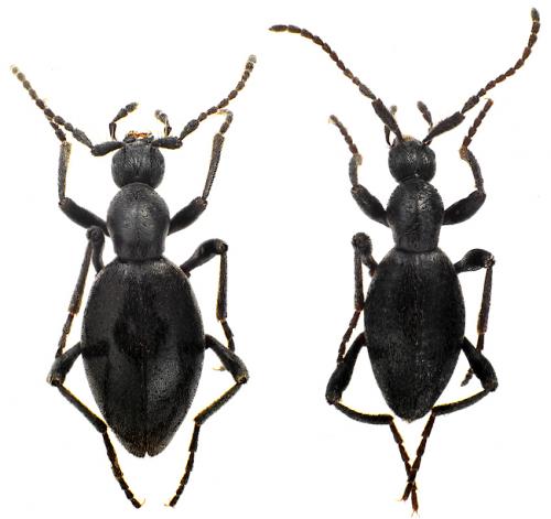 Réf. 80 695 : Palaeostigus ruficornis liguricus