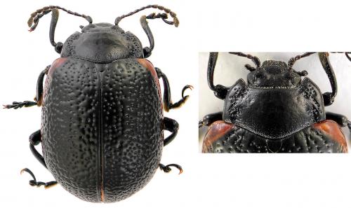 Chrysolina kuesteri