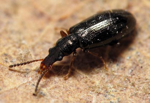 Cariderus aeneus