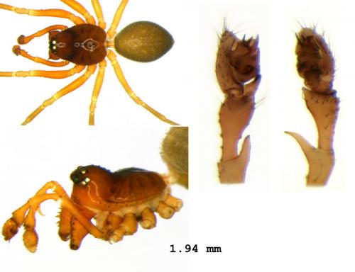 Réf. 80 546 : Prinerigone vagans