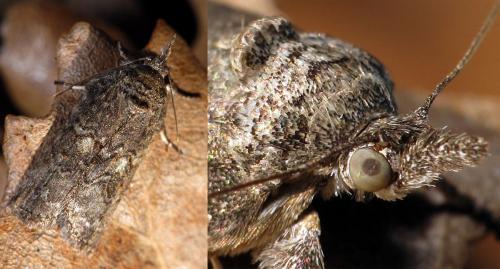 Réf. 80 403 : Nycteola sp.