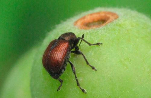 Tatianaerhynchites aequatus