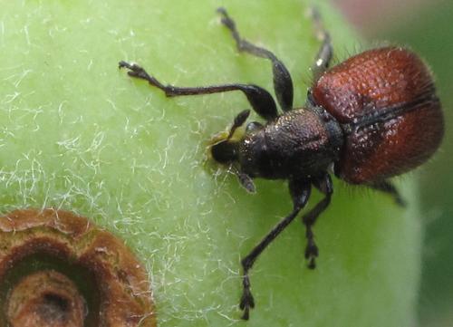 Tatianaerhynchites aequatus