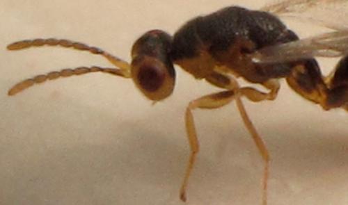 Sycophila sp.