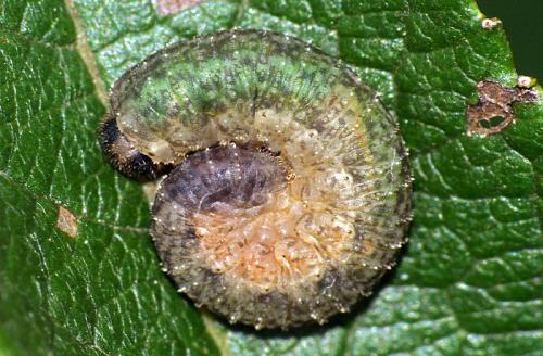 Réf. 80 888 : Rhogogaster sp.