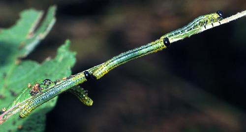 Euura miliaris