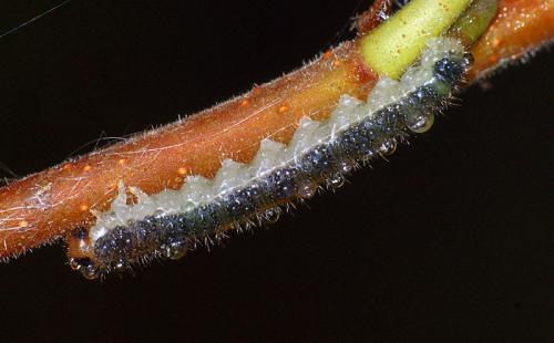Priophorus sp.