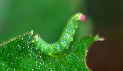 Réf. 80 732 : Pristiphora sp.