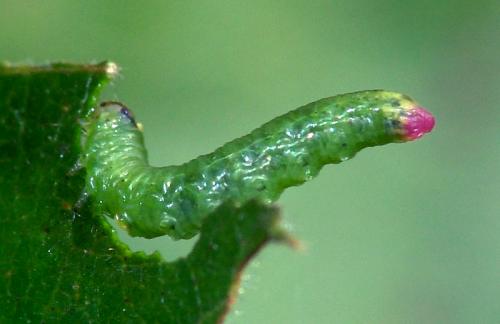 Réf. 80 733 : Pristiphora sp.